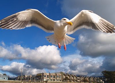 birds, animals, seagulls, hover - related desktop wallpaper