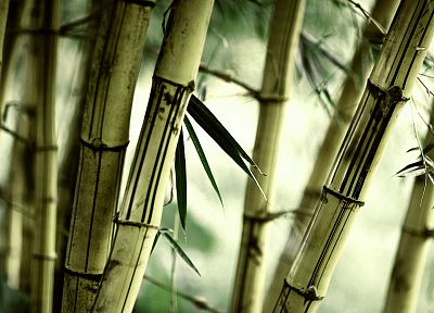 nature, bamboo, plants - desktop wallpaper