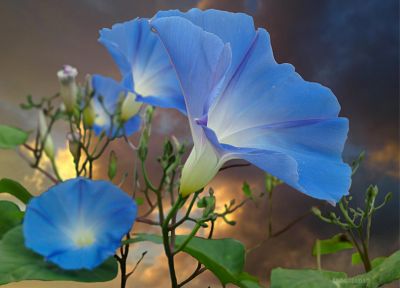 nature, flowers, blue flowers - duplicate desktop wallpaper