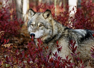 nature, forests, animals, wolves - desktop wallpaper