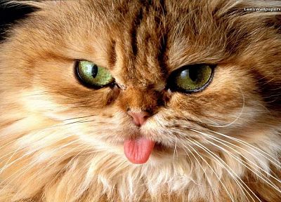 cats, animals - related desktop wallpaper