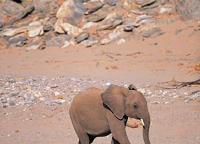 animals, elephants, baby elephant, baby animals - related desktop wallpaper