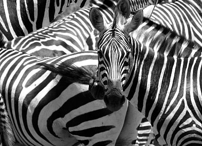 animals, zebras - random desktop wallpaper