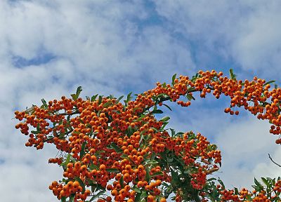 nature, fruit trees - related desktop wallpaper