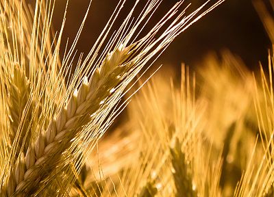nature, wheat - random desktop wallpaper