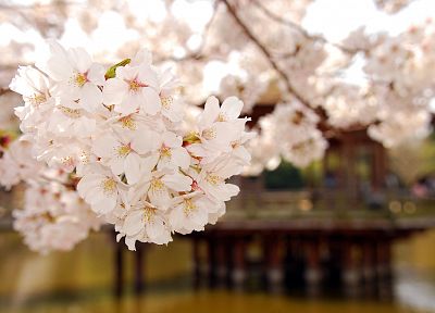 cherry blossoms, trees, blossoms - random desktop wallpaper