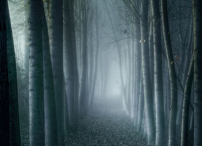 trees, forests, fog, mist, eerie - random desktop wallpaper