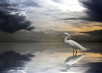 clouds, seagulls - duplicate desktop wallpaper