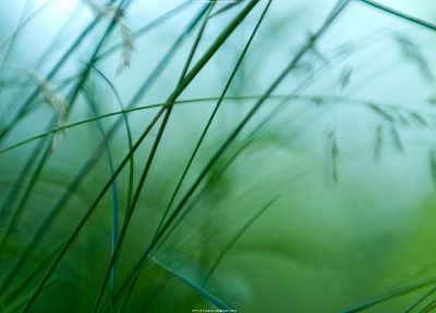 nature, grass, macro, depth of field - related desktop wallpaper