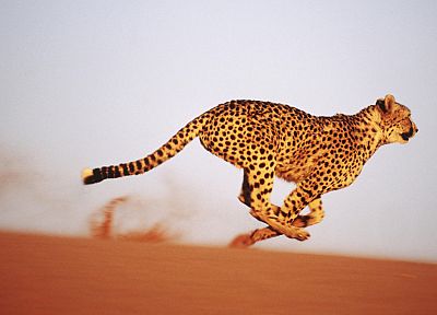 cheetahs, Africa, aferica - duplicate desktop wallpaper