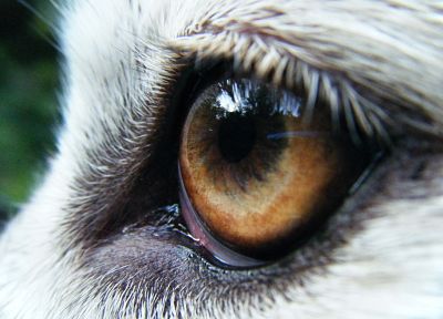 eyes, wolves - duplicate desktop wallpaper