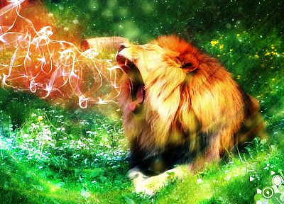 lions - desktop wallpaper