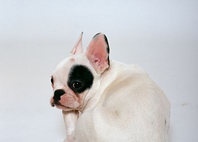 animals, dogs, french bulldog - duplicate desktop wallpaper