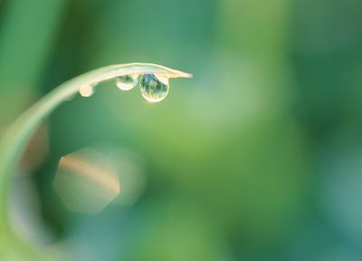 plants, water drops, depth of field, dew - desktop wallpaper