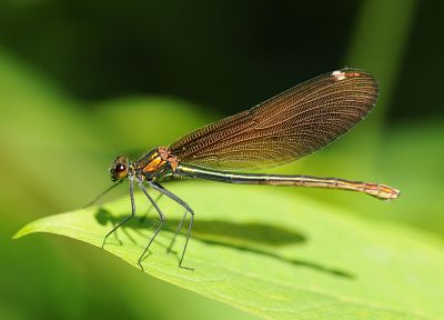 animals, insects, dragonflies - related desktop wallpaper