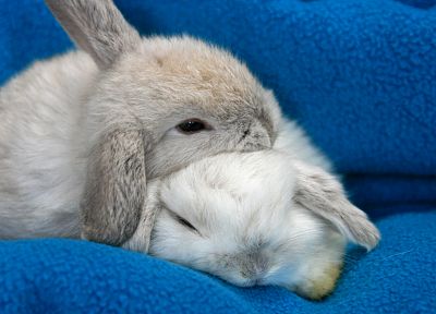 bunnies, animals, rabbits, baby animals - related desktop wallpaper