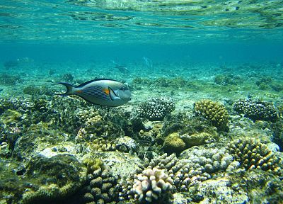 fish, underwater, coral reef - desktop wallpaper