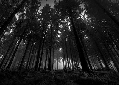 black and white, landscapes, nature, trees - random desktop wallpaper