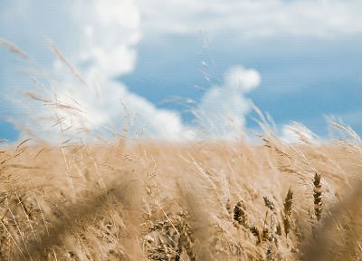 fields, wheat, grain - desktop wallpaper