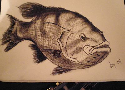 animals, fish, artwork, drawings - desktop wallpaper
