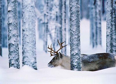 Sweden, reindeer - desktop wallpaper