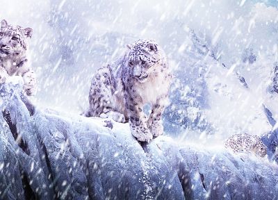 snow leopards - duplicate desktop wallpaper