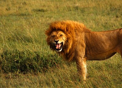 animals, feline, lions - desktop wallpaper