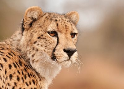 animals, cheetahs, wild cats - random desktop wallpaper