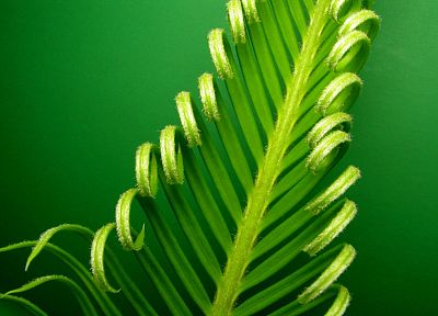 green, nature, leaf, leaves, plants, macro, cycas revoluta - random desktop wallpaper