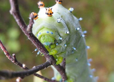 insects, caterpillars - desktop wallpaper