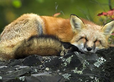 red, Minnesota, sleeping, National Park, Lake Superior, foxes - random desktop wallpaper
