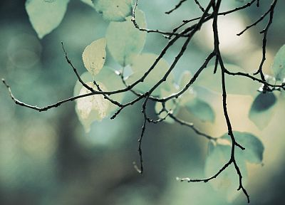 close-up, nature, trees - duplicate desktop wallpaper