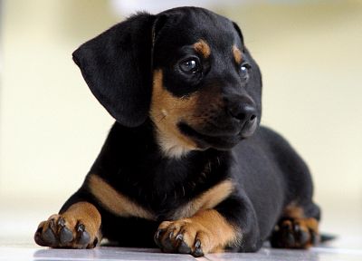 animals, dogs, puppies - related desktop wallpaper