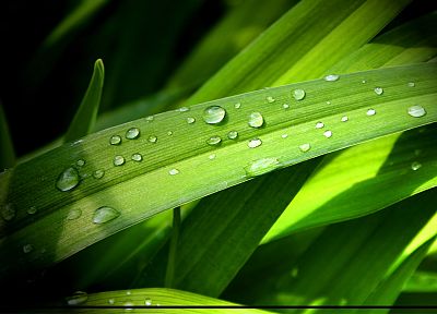 leaves, grass, water drops - random desktop wallpaper