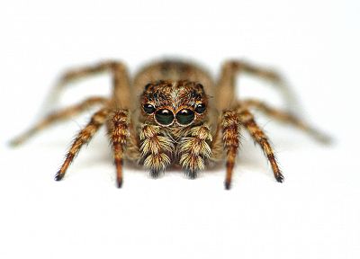 spiders, white background, arachnids - desktop wallpaper