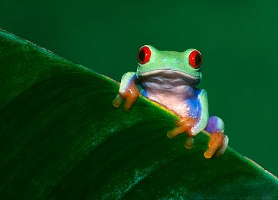 animals, frogs, Red-Eyed Tree Frog, amphibians - desktop wallpaper
