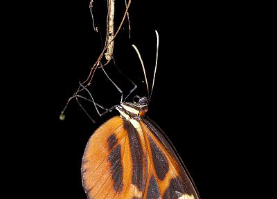 animals, insects, macro, butterflies - duplicate desktop wallpaper