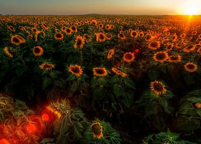 sunset, sunrise, landscapes, nature, flowers, fields, sunflowers - related desktop wallpaper