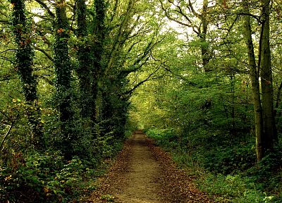green, forests, paths, roads, trail - related desktop wallpaper