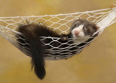 animals, hammock, ferret - related desktop wallpaper