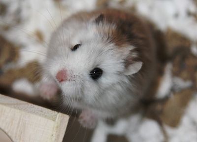 animals, hamsters - duplicate desktop wallpaper