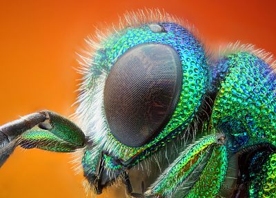 animals, insects - desktop wallpaper