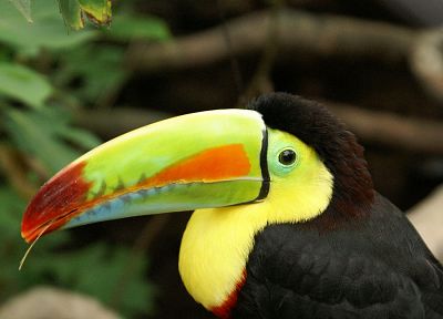 birds, animals, toucans - desktop wallpaper