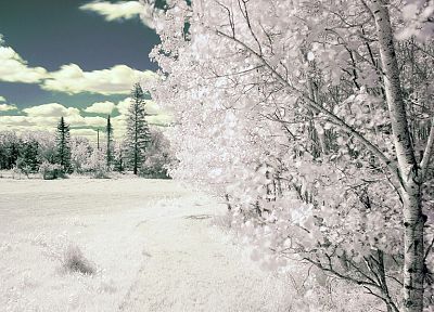 winter, snow, trees, frozen - duplicate desktop wallpaper