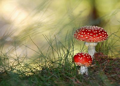 mushrooms, Fly Agaric Mushrooms, Amanita Muscaria - duplicate desktop wallpaper