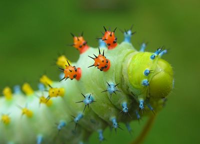 insects, caterpillars, macro - desktop wallpaper