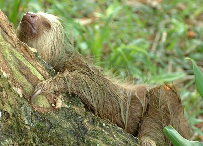 animals, sloth - random desktop wallpaper