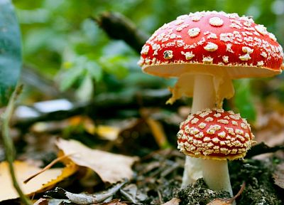 mushrooms, fungus, Fly Agaric Mushrooms - random desktop wallpaper