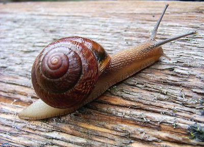 animals, snails, molluscs - random desktop wallpaper