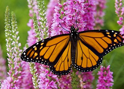 Canada, plants, monarch, butterflies - desktop wallpaper